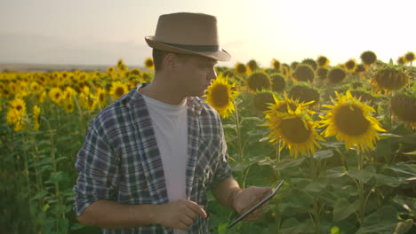 A-man-works-on-a-field-with-sunflowers-in-summer-day-and-studies-its-properties.-He-writes-information-to-his-tablet-PC